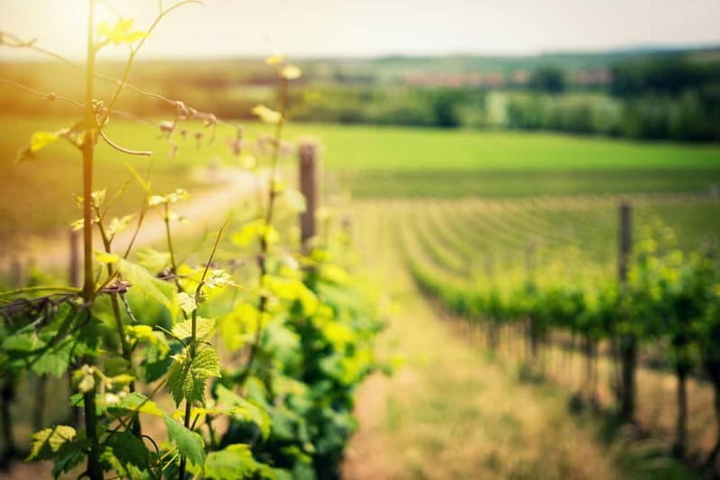 Wine Tasting & Vineyards Escape near Tirana - Three wines and a generous plate of local snacks