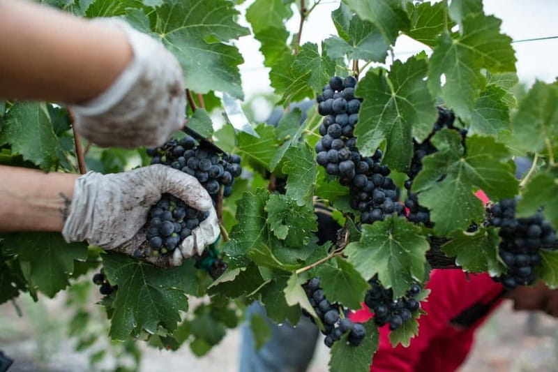 Wine Tasting & Vineyards Escape near Tirana - Who should book this Tirana wine tour?