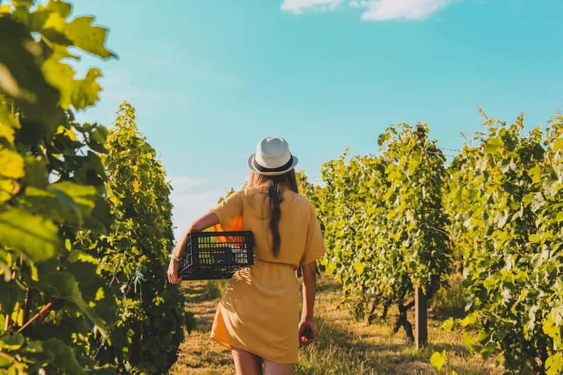 Wine Tasting & Vineyards Escape near Tirana - Why Albanian grapes make this visit different