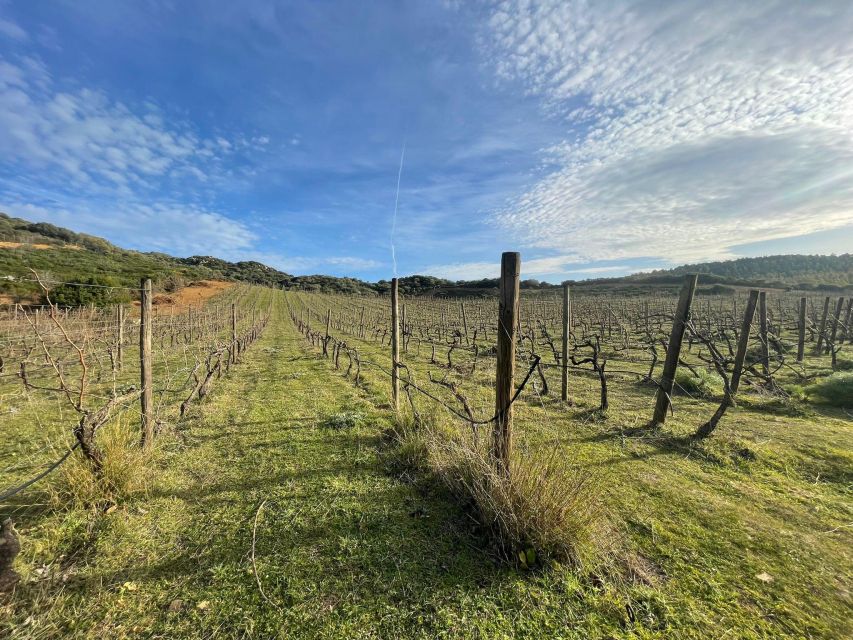 Wine tour and lunch or dinner at our vineyard - From Villasimius to the family vineyard