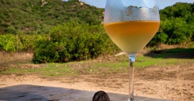 Wine tour and lunch or dinner at our vineyard