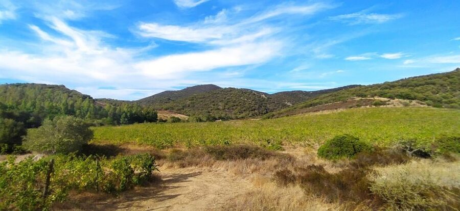 Wine tour and lunch or dinner at our vineyard - What the 4.6 rating tells you about the experience
