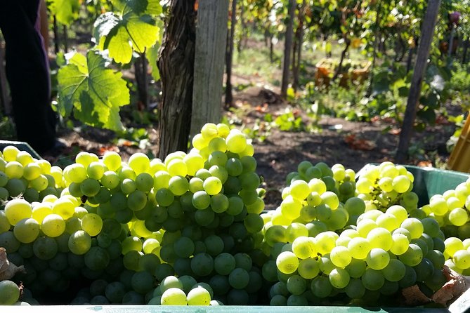 Wine Tour and Lunch with Winetasting and Vineyard Visit - Leaving Naples for the vines