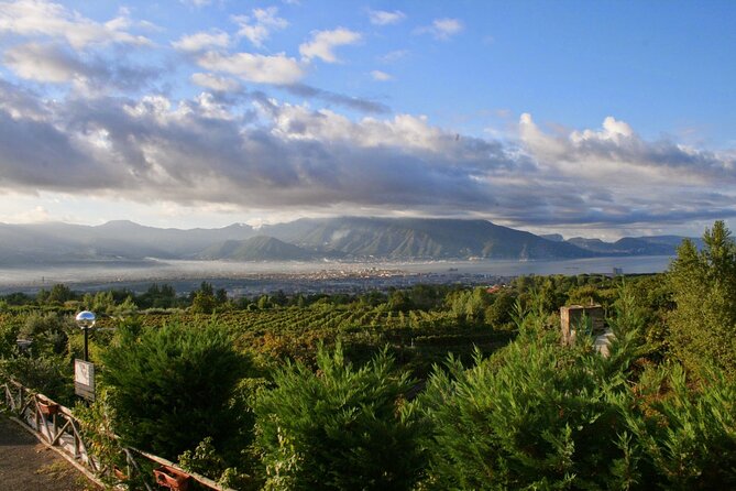 Wine Tour and Lunch with Winetasting and Vineyard Visit - Timing, pickup, and practical planning