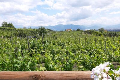 Wine Tour and Lunch with Winetasting and Vineyard Visit