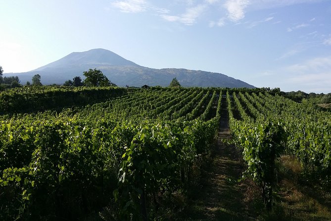 Wine Tour and Lunch with Winetasting and Vineyard Visit - Who will enjoy this vineyard lunch most?