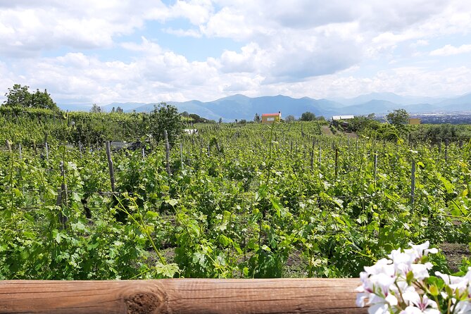 Wine Tour and Lunch with Winetasting and Vineyard Visit - A Neapolitan lunch with several courses