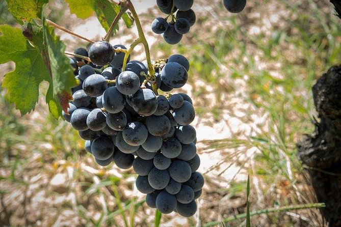Wine tour aroud vineyards of Cagliari - Key points at a glance