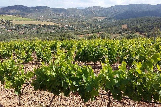 Wine tour aroud vineyards of Cagliari - Leaving Cagliari for the vineyards
