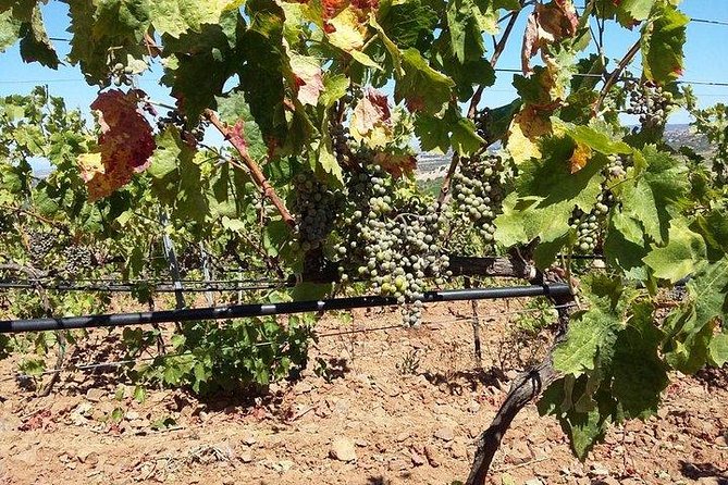 Wine tour aroud vineyards of Cagliari - Two wines and a table of local food