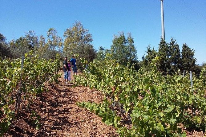 Wine tour aroud vineyards of Cagliari - Is $120.16 a fair price?