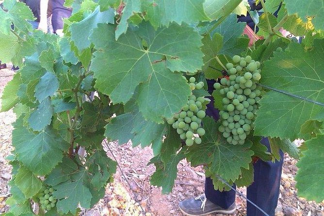 Wine tour aroud vineyards of Cagliari - Who will enjoy this Cagliari wine tour?