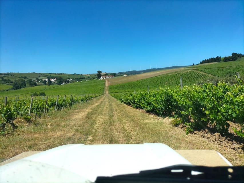 Winery, Tastings & 4x4 Vineyards: Half-Day Trip from Lisbon - The 4x4 ride through the vines