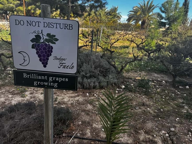 Winery Visit and Tasting in Elche with wines and tapas from Alicante in Van - A short wine outing with a very local focus
