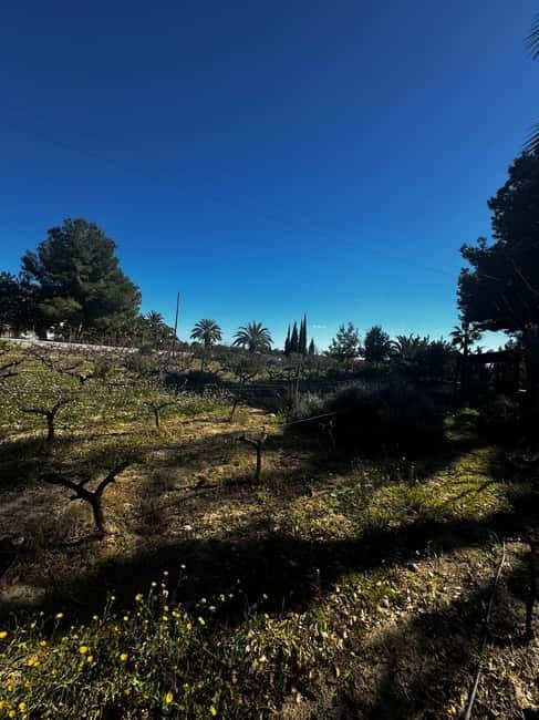 Winery Visit and Tasting in Elche with wines and tapas from Alicante in Van - Three or four Alicante wines with local snacks
