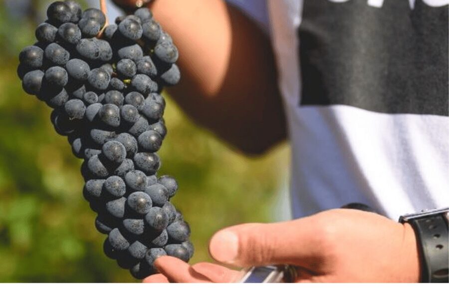 Winery Visit on Parma Hills & Wine Tasting with Food Platter - Key points at a glance