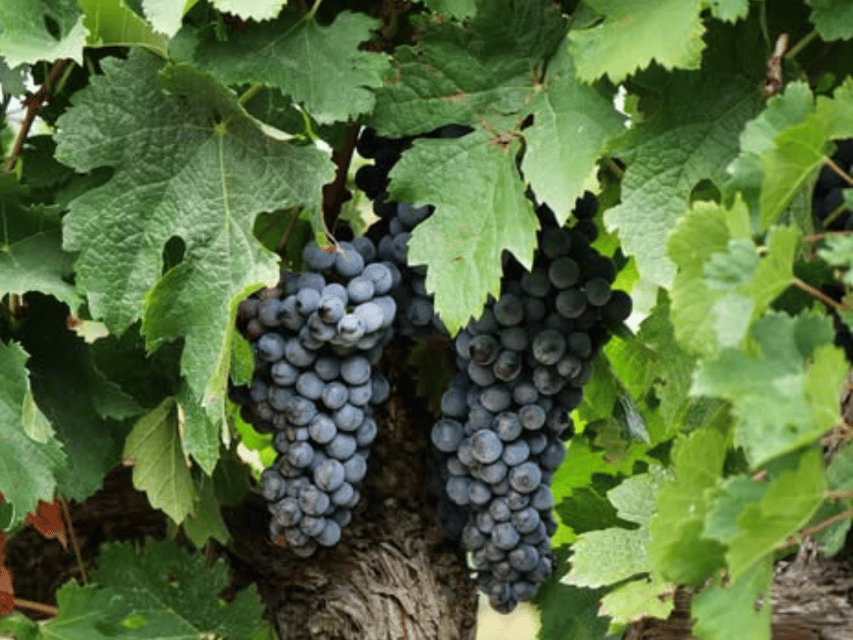 Winery Visit & Tasting near Grosseto with 6 wines - Key points to know before you book