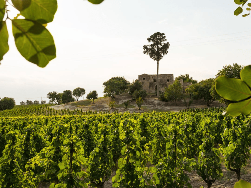 Winery Visit & Tasting near Grosseto with 6 wines - Inside the winery and barrel cellar