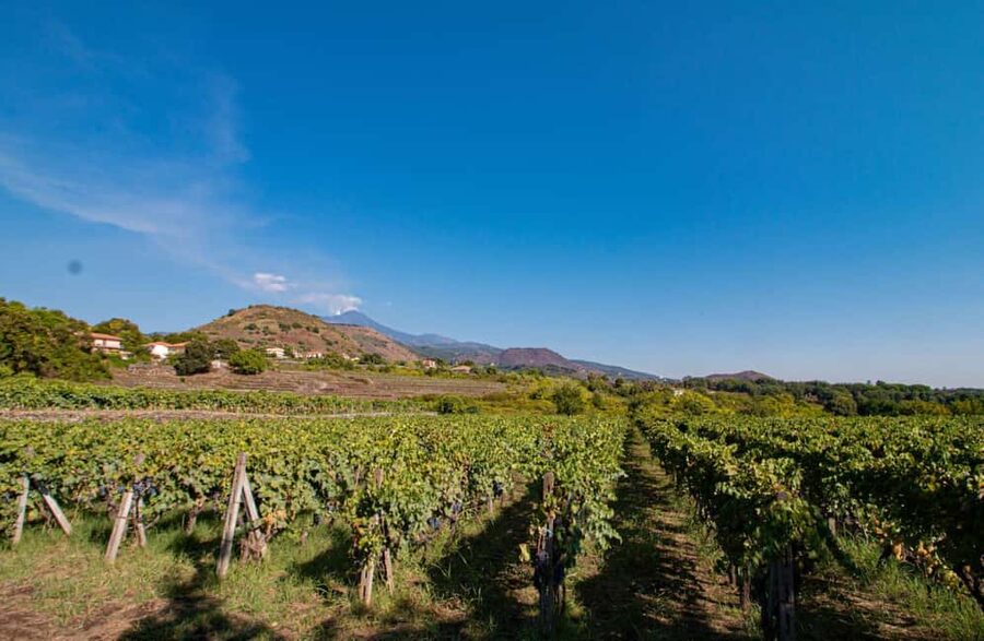 Winery Visit & Tasting on the Volcanic Slopes near Catania - Why this Etna tasting is worth your time