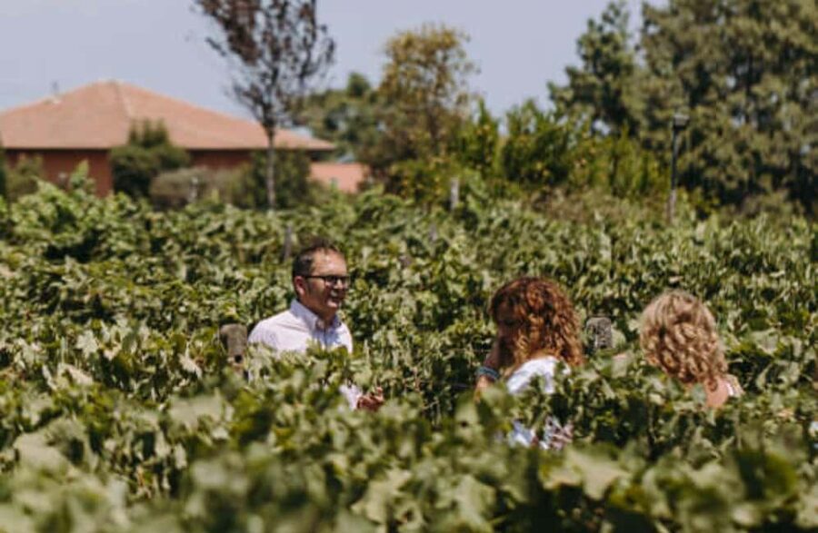 Winery Visit & Tasting on the Volcanic Slopes near Catania - A winery visit built into Mount Etna