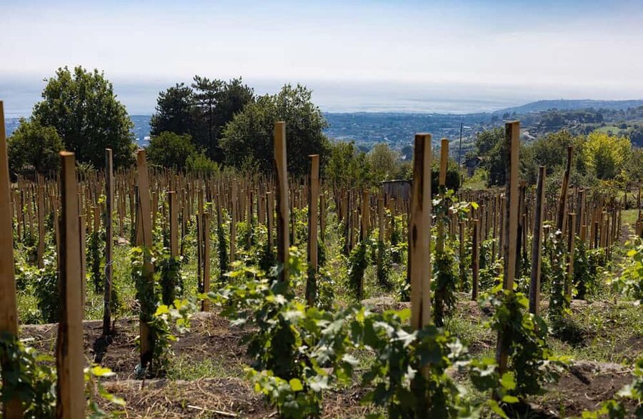Winery Visit & Tasting on the Volcanic Slopes near Catania - Bread, olive oil, and the terrace view