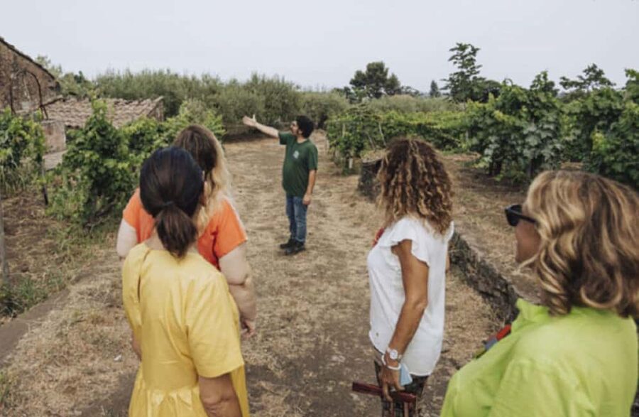 Winery Visit & Tasting on the Volcanic Slopes near Catania - Who will enjoy this visit most