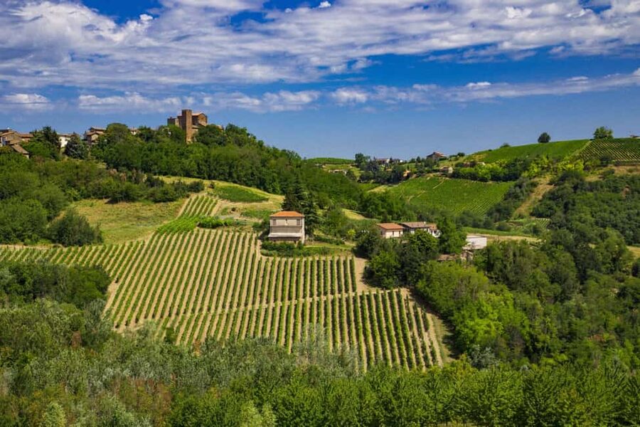 Winter Games Vineyards Milan’s Perfect Wine Tasting - Walking through the vines