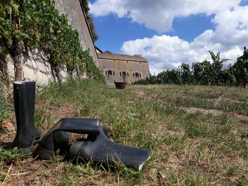 Wuerzburg: Vineyard rally with wine tasting and group dynamics - The sensorium: tasting with more than your tongue
