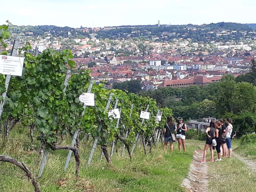 Wuerzburg: Vineyard rally with wine tasting and group dynamics - Is $64 a fair price?