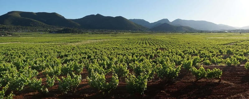 Xalo: Vineyard Tour with Wine Tasting and Snacks - Key points at a glance