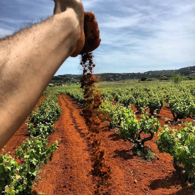 Xalo: Vineyard Tour with Wine Tasting and Snacks - Walking the vineyards for 45 minutes