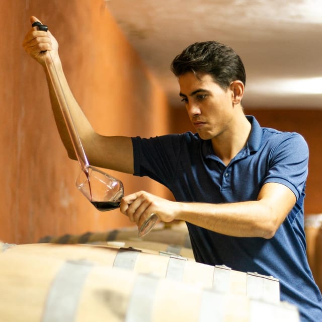 Xalo: Vineyard Tour with Wine Tasting and Snacks - How the timing shapes the visit