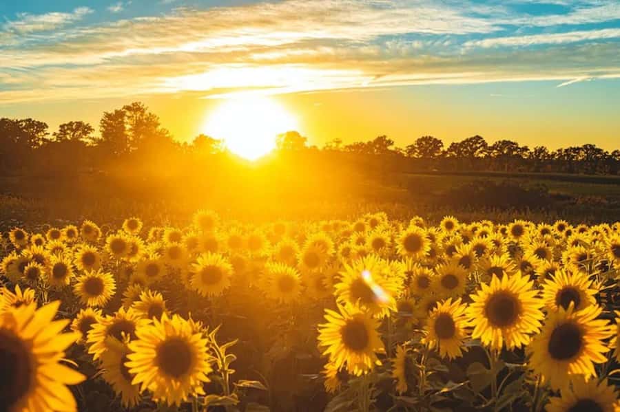 Yolo: Vineyards, Farms & Cultural Gems - Audio Driving Tour - Stories of Yolo County told through your phone