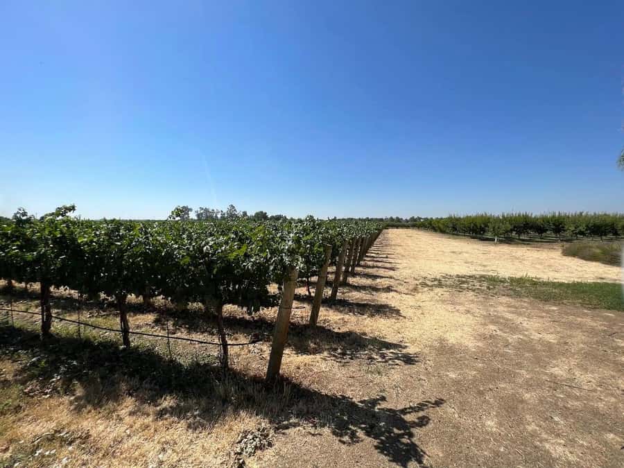 Yolo: Vineyards, Farms & Cultural Gems - Audio Driving Tour - What the price tells you about the value