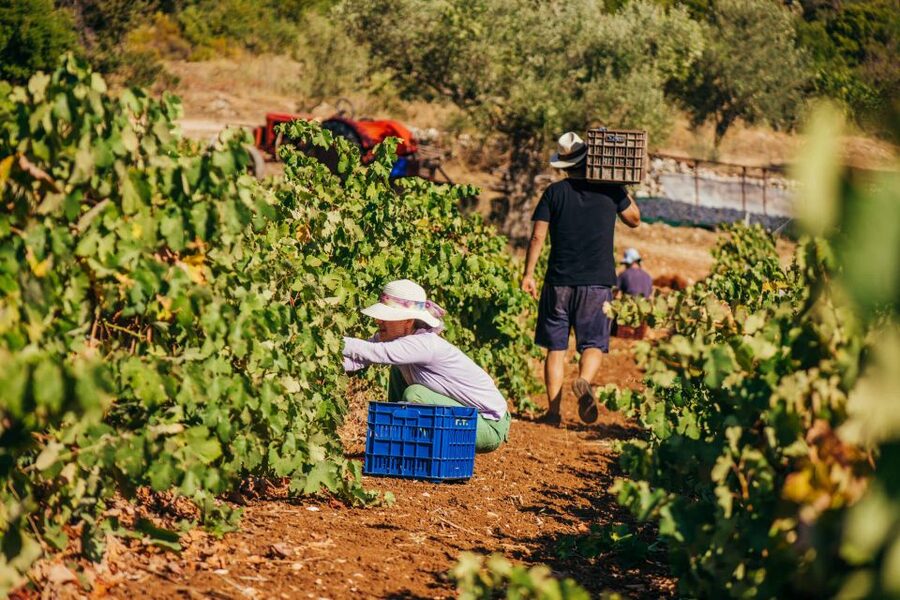 Zakynthos: Vineyard & Winery Tour with Local Winemaker - Key points to know before you book