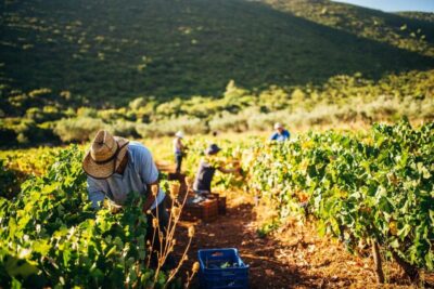 Zakynthos: Vineyard & Winery Tour with Local Winemaker