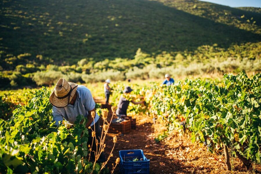 Zakynthos: Vineyard & Winery Tour with Local Winemaker - A short walk through Zakynthos wine country